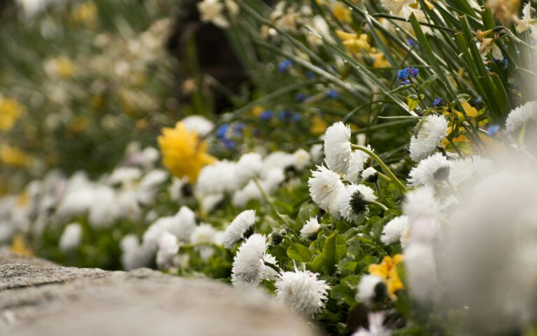 flower bed border