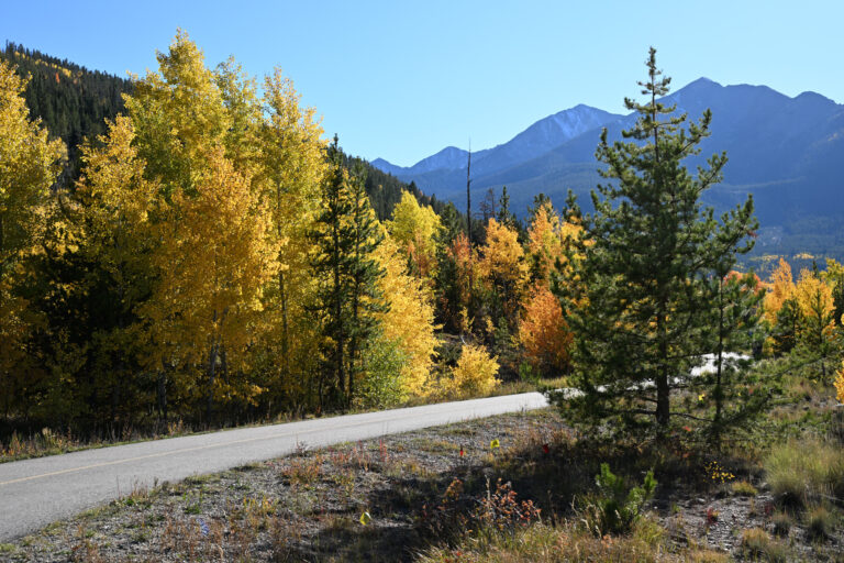 Fall Foliage Drive